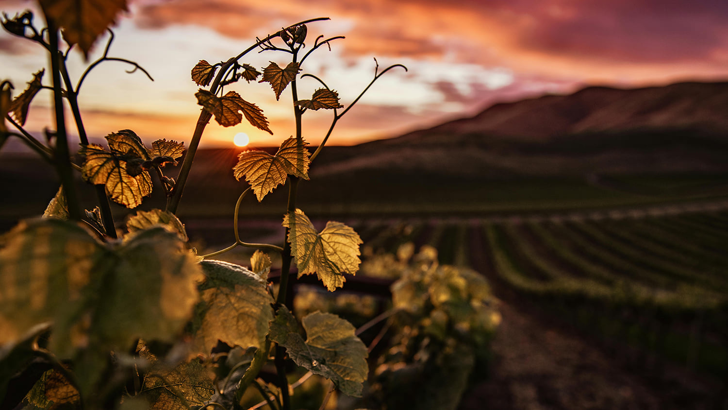 Atardecer en los viñedos de Bodega Amadís de Gaula en Castilla-La Mancha