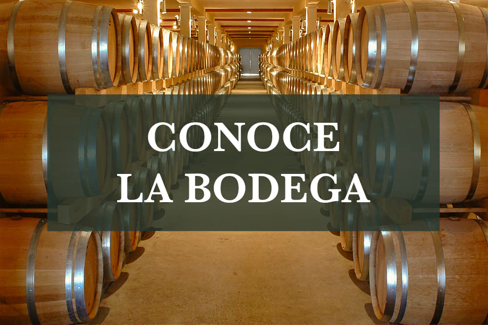 Descubre la Bodega Amadis de Gaula, Vinos de Autor en la Mancha