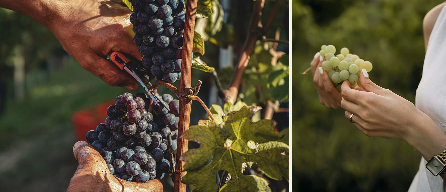 Hombre seleccionando uvas y mujer elegante en Bodega Amadís de Gaula, tradición y sofisticación en vinos de autor
