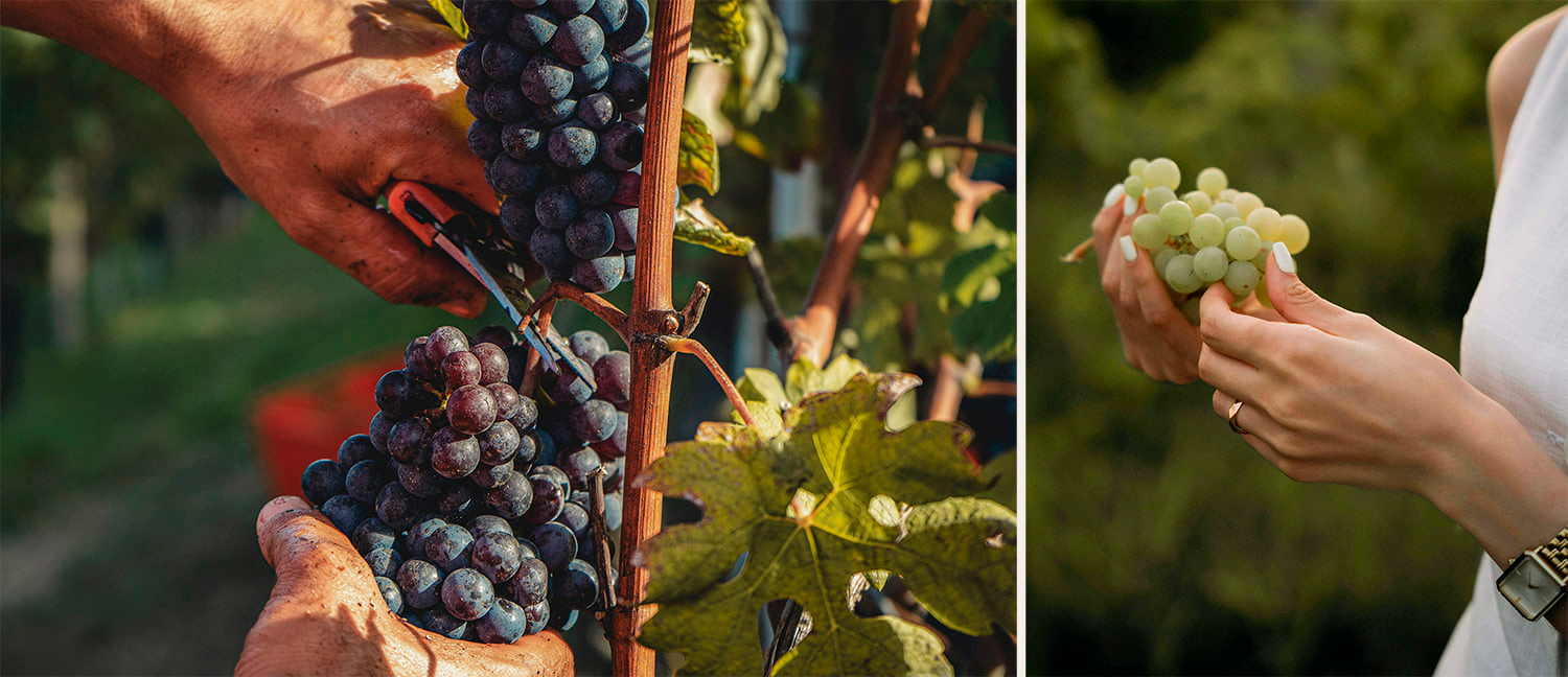 Hombre seleccionando uvas y mujer elegante en Bodega Amadís de Gaula, tradición y sofisticación en vinos de autor
